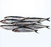 Sardinha